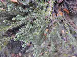 Empetrum rubrum(Empetrum rubrum)