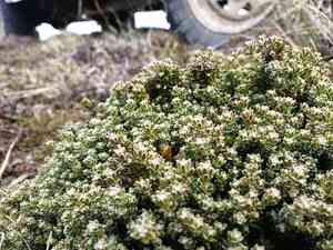 Empetrum rubrum(Empetrum rubrum)