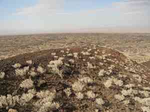 Brittlebush(Encelia farinosa)