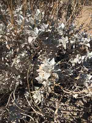Brittlebush(Encelia farinosa)