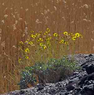 Brittlebush(Encelia farinosa)