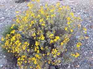 Brittlebush(Encelia farinosa)