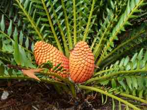 Zululand cycad(Encephalartos ferox)