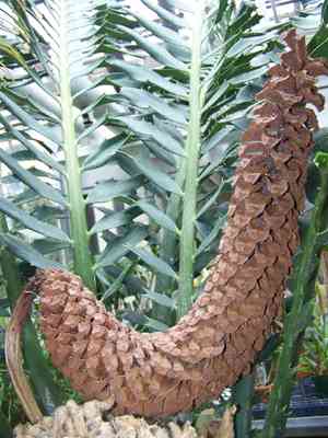 Zululand cycad(Encephalartos ferox)