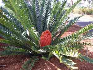 Zululand cycad(Encephalartos ferox)