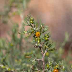 Barrier saltbush(Enchylaena tomentosa)