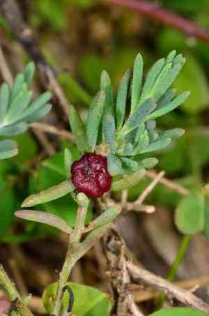 Barrier saltbush(Enchylaena tomentosa)