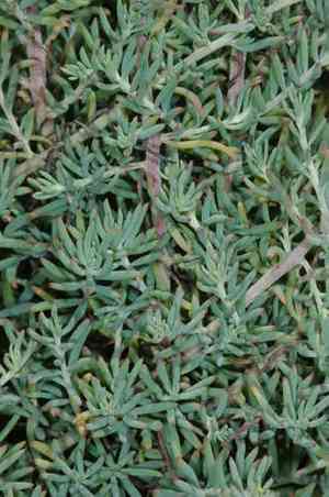 Barrier saltbush(Enchylaena tomentosa)
