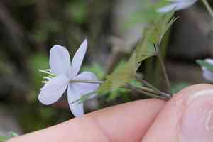 Western false rue anemone(Enemion occidentale)