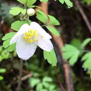Western false rue anemone(Enemion occidentale)