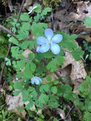 Western false rue anemone(Enemion occidentale)