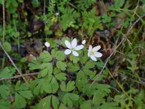 Western false rue anemone(Enemion occidentale)