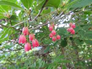 Red-vein enkianthus(Enkianthus campanulatus)