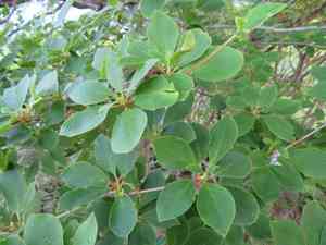 Red-vein enkianthus(Enkianthus campanulatus)