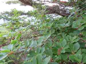 Red-vein enkianthus(Enkianthus campanulatus)
