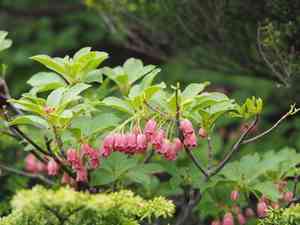 Red-vein enkianthus(Enkianthus campanulatus)