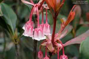 Chinese new year flower(Enkianthus quinqueflorus)