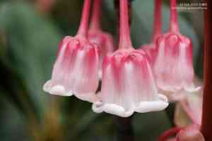 Chinese new year flower(Enkianthus quinqueflorus)