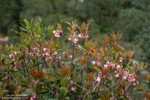 Chinese new year flower(Enkianthus quinqueflorus)
