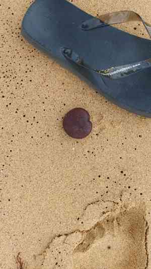 Nicker bean(Entada gigas)