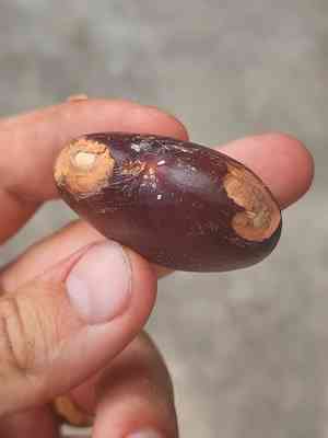 Nicker bean(Entada gigas)