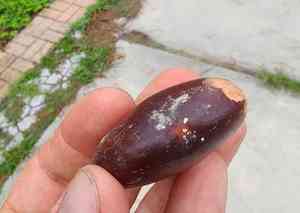 Nicker bean(Entada gigas)
