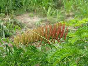 Callingcard vine(Entada polystachya)