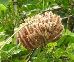 Callingcard vine(Entada polystachya)