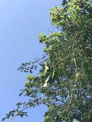 Callingcard vine(Entada polystachya)