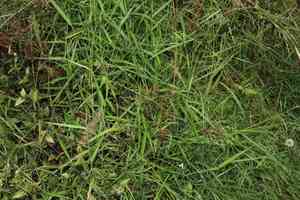 Australian panicgrass(Entolasia marginata)
