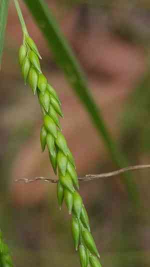 Australian panicgrass(Entolasia marginata)
