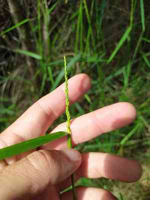 Australian panicgrass(Entolasia marginata)