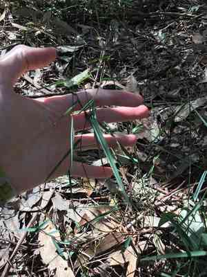Australian panicgrass(Entolasia marginata)