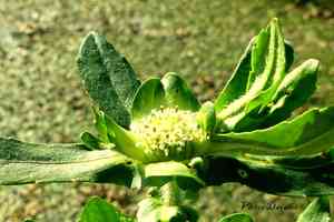 Buffalo-spinach(Enydra fluctuans)