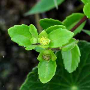 Buffalo-spinach(Enydra fluctuans)