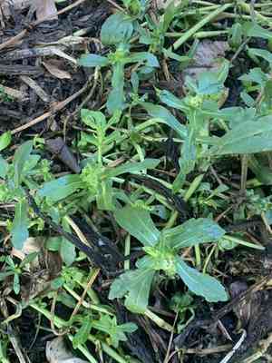 Buffalo-spinach(Enydra fluctuans)