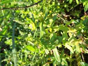 Buffalo-spinach(Enydra fluctuans)