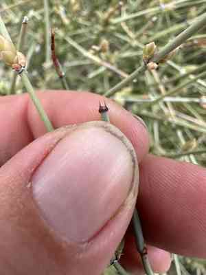 Rough jointfir(Ephedra aspera)