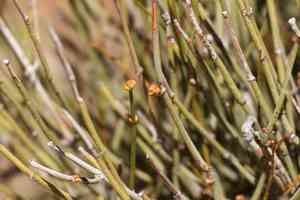 Rough jointfir(Ephedra aspera)