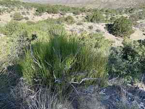 Rough jointfir(Ephedra aspera)