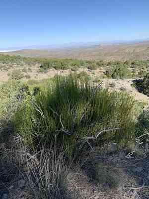 Rough jointfir(Ephedra aspera)