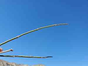 California jointfir(Ephedra californica)