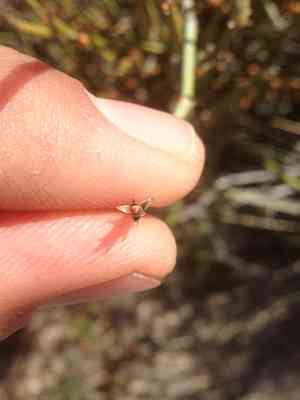 California jointfir(Ephedra californica)