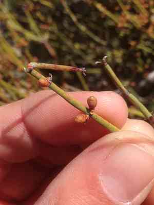California jointfir(Ephedra californica)