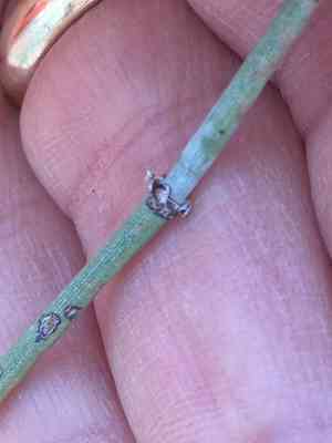 California jointfir(Ephedra californica)