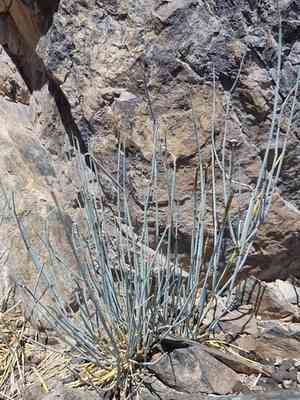 Bluestem joint fir(Ephedra equisetina)