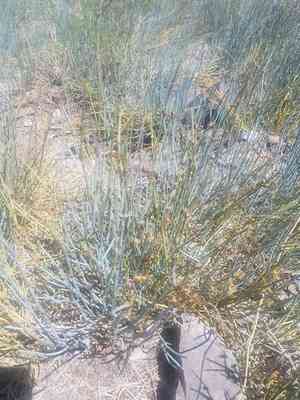 Bluestem joint fir(Ephedra equisetina)
