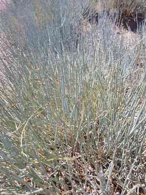 Bluestem joint fir(Ephedra equisetina)