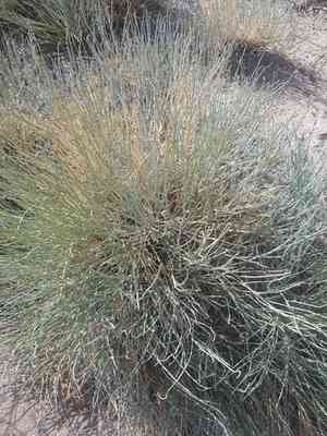 Bluestem joint fir(Ephedra equisetina)