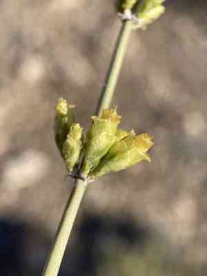 Death valley jointfir(Ephedra funerea)